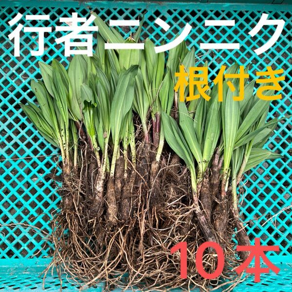 北海道産　行者ニンニク　アイヌネギ　ヒトビロ　キトビロ　根付き　苗　山菜　10本