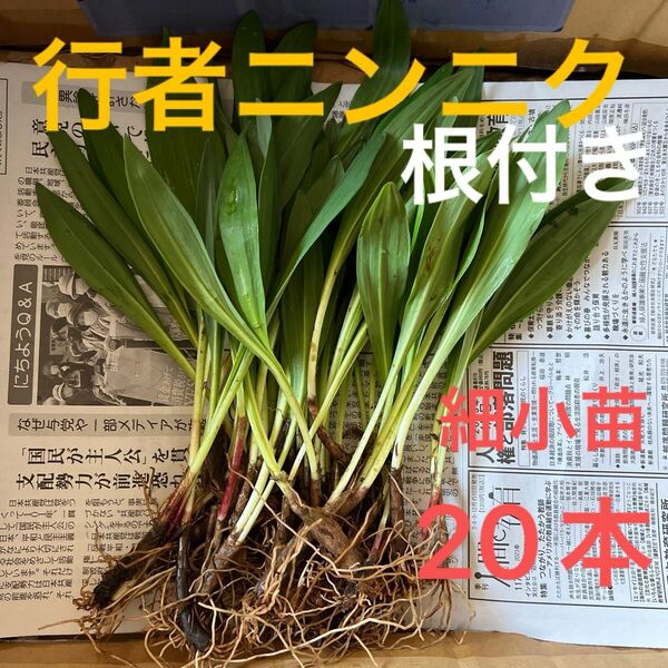 北海道産　行者ニンニク　アイヌネギ　根付き　小さな苗　細苗　山菜　苗 20本　 野菜苗
