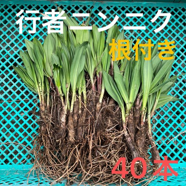 北海道産　行者ニンニク　アイヌネギ　ヒトビロ　キトビロ　根付き　苗　山菜　40本