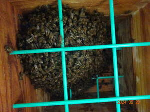 ☆☆日本蜜蜂　日本ミツバチ　日本みつばち　第二分蜂群捕獲（新女王/長女）引取限定(福島)　W3☆☆
