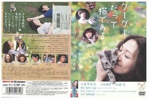 DVD グーグーだって猫である 小泉今日子 レンタル版 ZH00373