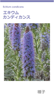 エキウム・カンディカンス 種 30粒 Echium candicans [送料無料]_画像1