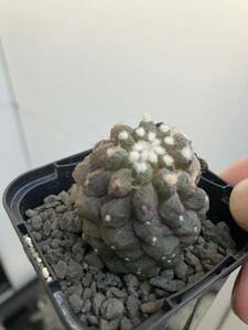 サボテン コピアポア ヒポガエア　リザードスキン Copiapoa hypogaea cv. Lizard Skin 5-3-2