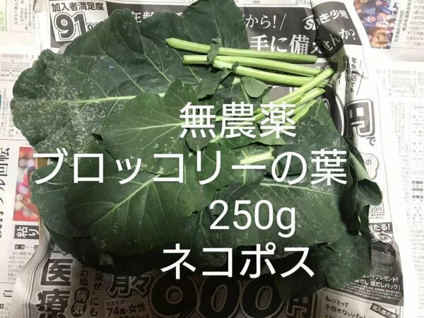 無農薬、 ブロッコリーの葉　 ブロッコリー葉　 葉　菜　野菜