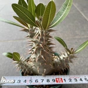 パキポディウム 伊藤ハイブリッド 実生 塊根植物 Pachypodium 恵比寿大黒 エブルネウム デンシフローラム グラキリス ウィンゾリー 