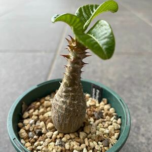 pakipotium wing zo Lee windsorii реальный сырой Pachypodium. соотношение . большой чёрный eb Rene um электронный флора m. корень растения много мясо gla сверло sbaro колено 