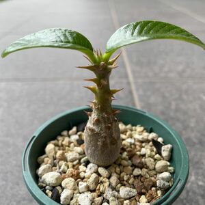 パキポディウム ウィンゾリー Pachypodium windsorii 実生 恵比寿大黒 デンシフローラム 塊根植物 グラキリス バロニー ブレビカウレ