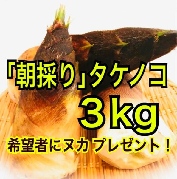 【朝採り】 【無農薬】 山形県産 タケノコ 筍 2kg 3kg 4kg 5kg