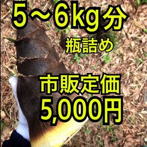 【 朝取り 】【 無農薬 】タケノコ 水煮 たけのこ 筍 瓶詰 瓶詰め 孟宗竹 細竹 根曲がり竹 山菜