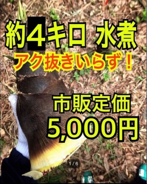 【 朝取り 】【 無農薬 】タケノコ 水煮 たけのこ 筍 瓶詰 瓶詰め 孟宗竹 細竹 根曲がり竹 山菜