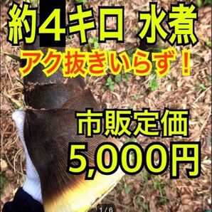 【 朝取り 】【 無農薬 】タケノコ 水煮 たけのこ 筍 瓶詰 瓶詰め 孟宗竹 細竹 根曲がり竹 山菜