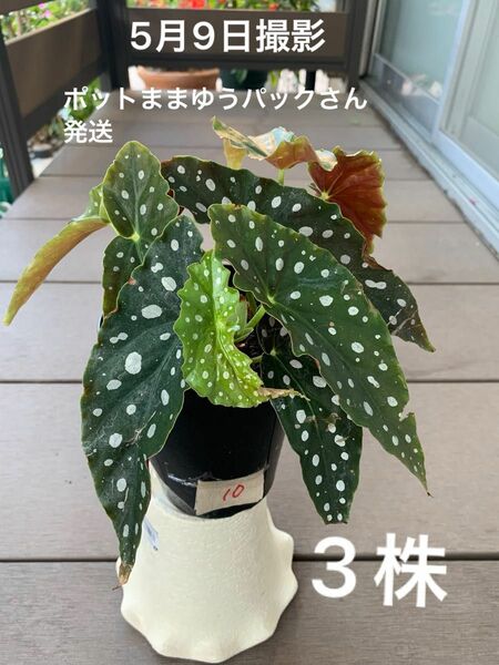 木立ベゴニア　マクラータ　観葉植物　3株 ポットまま発送