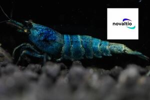 [novaltioi] turquoise dark blue male 1 pcs.* female 2 pcs special selection individual 