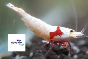 [novaltio] red Be Mothra PRL① male 2 pcs * female 2 pcs (2 pcs ... egg )S class selection another organism 