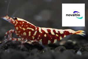 [novaltio] red Galaxy fish bo-n male 2 pcs * female 2 pcs (..1 pcs . egg ) Taiwan W-DW WORLD company selection another direct import finest quality goods 