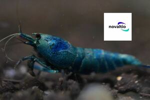 【novaltio】ターコイズ　indigo blue shrimp 雄雌混合６匹　特選個体