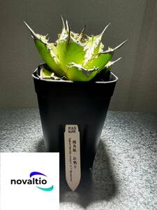 【novaltio】ノバルティオ Agave titanota 'unicorn' 獨角獣