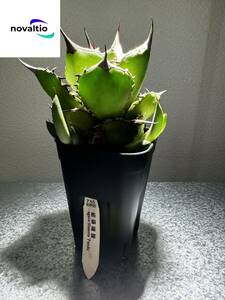 【novaltio】ノバルティオ Agave titanota ‘panda’　熊猫