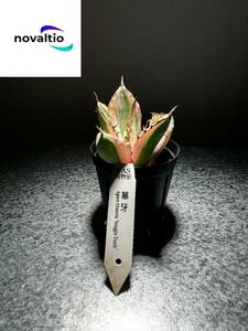 【novaltio】ノバルティオ Agave titanota ‘snaggle tooth’ 暴牙