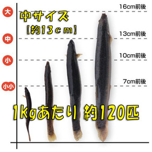 ◇【活どじょう】中１kg(約13cm・平均120匹)　泥鰌・食用・活き餌・釣り餌・生餌・熱帯魚・古代魚のエサにはドジョウ☆えさ・川魚・淡水魚