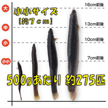 ◇活どじょう小小500g(約７cm・平均275匹)食用◎・活き餌・釣り餌・生餌・熱帯魚 古代魚のエサにドジョウ☆えさ アロワナ ポリプ エンドリ_画像3