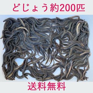  free shipping loach 450g approximately 200 pcs . bait live bait meal for China production 