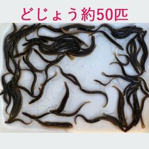 どじょう 100ｇ 約 50匹 活餌 生き 餌 食用 中国産_画像1