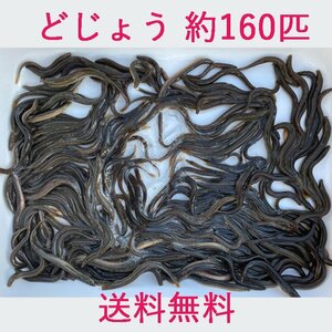  free shipping loach 350g approximately 160 pcs . bait live bait meal for China production 