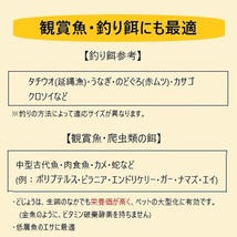 ◇【活どじょう】小500g(約10cm・平均125匹)泥鰌・食用・活き餌・釣り餌・生餌・熱帯魚・古代魚のエサにはドジョウ☆えさ・川魚・淡水魚_画像6