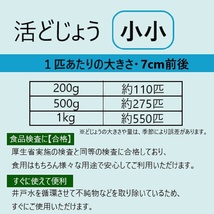 ◇【活どじょう】小小1kｇ(約7cm・平均550匹)泥鰌・食用・活き餌・釣り餌・生餌・熱帯魚・古代魚のエサにはドジョウ☆えさ・川魚・淡水魚_画像4