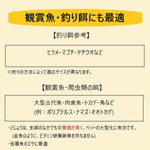 【活どじょう】中１kg(約13cm・平均120匹)　泥鰌・食用・活き餌・釣り餌・生餌・熱帯魚・古代魚のエサにはドジョウ☆えさ・川魚・淡水魚_画像6