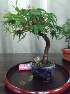  mini bonsai Mai .momiji