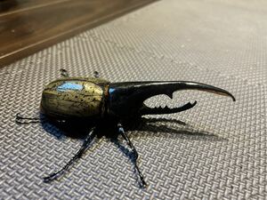 ヘラクレスオオカブトDHヘラクレス ペア ♂141mm ♀70mm