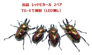 【Yama Tomo】 RTN様 本家累代レッドピカール 2ペア+おまけ（ニジイロクワガタ、ニジイロ、ピカール）　 