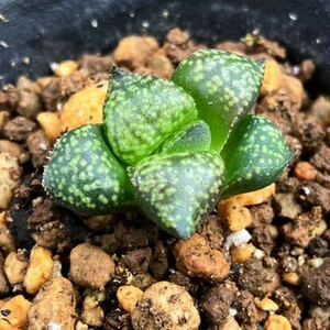 多肉植物 ハオルチア ピクタ レッドブーツ交配苗① 13L09LO-28 繁殖苗 Haworthia picta 'Led Boots' closs