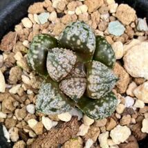 多肉植物 ハオルチア ピクタ モザイクピクタ12Y30Y40-9 繁殖苗Haworthia picta Y氏モザイクピクタ_画像3