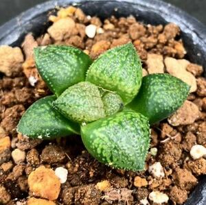 多肉植物 ハオルチア ピクタ レッドブーツ交配苗⑥ ♀13OYLO-1 ♂TK-6 実生苗Haworthia picta 'Led Boots' closs