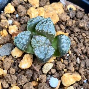 多肉植物 ハオルチア ピクタ モザイクピクタ12Y30Y40-9 繁殖苗Haworthia picta Y氏モザイクピクタ