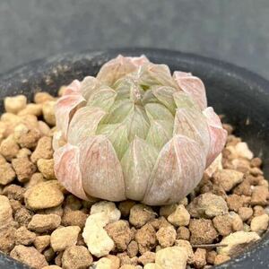 ハオルチア トランシエンス Haworthia transiens, JIL338, near Voor Die Poort, Prince Alfred's Pass 原種ハオルチア 多肉植物 