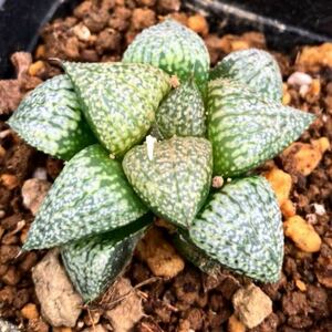 多肉植物 ハオルチア ピクタ レッドブーツ交配苗⑤ ♀TK35 ♂12AL-6 実生苗Haworthia picta 'Led Boots' closs