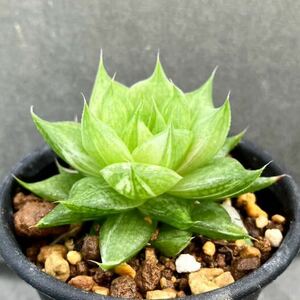 多肉植物 ハオルチア モンタグア 錦 Haworthia montagua, ISI1028, IB04158, Montague 原種ハオルチア 斑入り