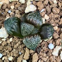 ハオルチア ピクタ レッドブーツ交配苗① レッドブーツ75% 13L09LO3-38 繁殖苗 Haworthia picta 'Led Boots' closs_画像1