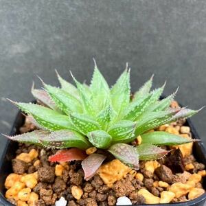 多肉植物 ハオルチア ニシイ Haworthia nishii n.n. Rooiberg Wyneri ハオルシア 原種 気泡窓