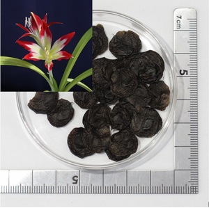 【種子10粒】原種アマリリス・ユンガセンス（Hippeastrum Yungacense）　2024年5月5日採種　C