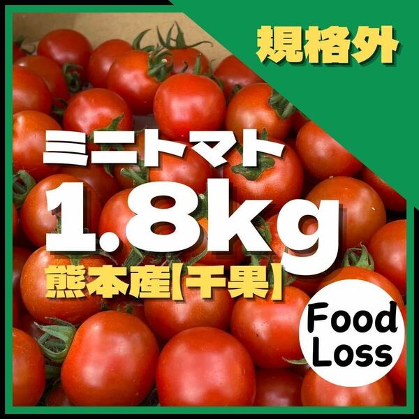 ミニトマト　フードロス　規格外 野菜　熊本産　1.8kg サイズ混合　ミネラル　にがり　弁当　リコピ