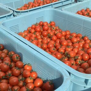 ミニトマト 3キロ 野菜 熊本産 地直送 弁当 おかず トマト の画像2
