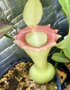 Nepenthes ventricosa(tetsu). kind meal insect plant . orchid . kind Nepenthes utsubokazla
