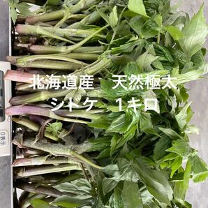 北海道産　天然物　シドケ　モミジガサ　1000g ※注文入り次第採りに行きます！