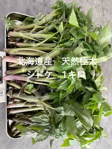 北海道産　天然物　シドケ　モミジガサ　1000g ※注文入り次第採りに行きます！