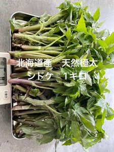 北海道産　天然物　シドケ　モミジガサ　1000g ※注文入り次第採りに行きます！